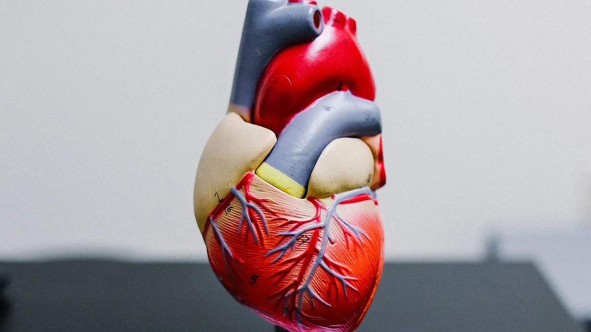 Study Provides Insight for How Congenital Heart Defects Manifest (representational image - Unsplash)