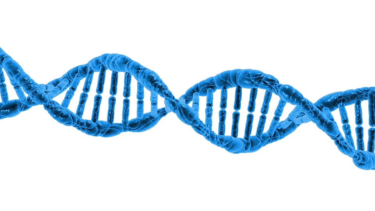 Researchers from the National Institutes of Health have developed a 3D structure that allows them to see how and where disease mutations on the twinkle protein can lead to mitochondrial diseases (representational image - Pixabay)