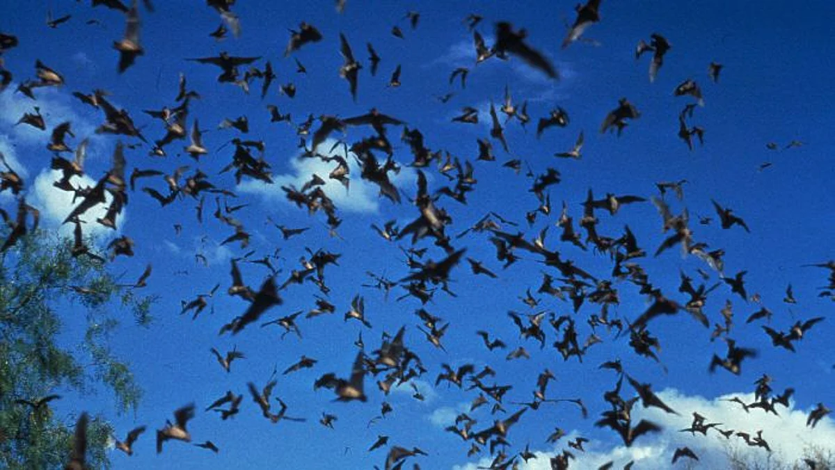 Bats famously have an ultrasonic navigation system: they use their extremely sensitive hearing to orient themselves by emitting ultrasonic sounds and using the echoes (representational image - CDC PHIL)