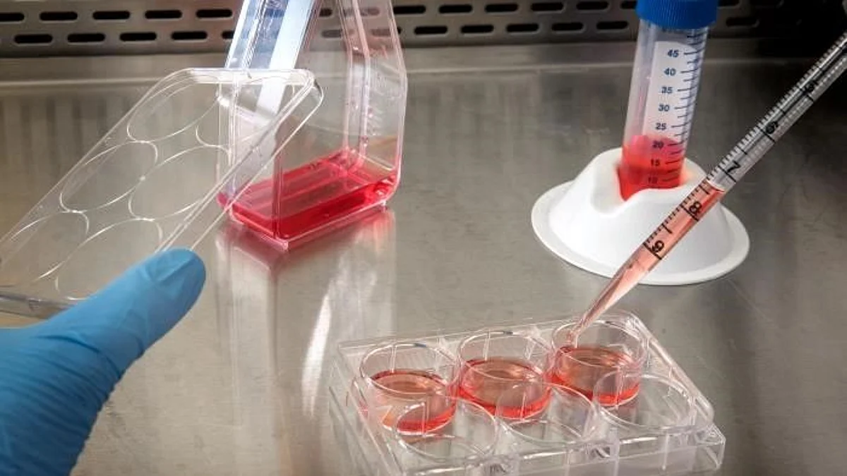 3D culture techniques to develop therapy for neurological diseases (representational image - CDC PHIL)