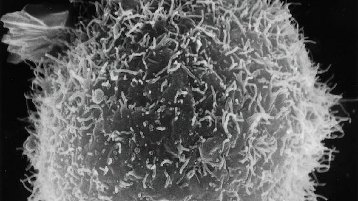 Surfactant is continuously secreted, as the substance used is constantly being broken down and cleared away by alveolar macrophages (AMs) – scavenger cells on the alveoli. This process maintains the right balance between surfactant synthesis and disposal, a state known as homeostasis (Image source- Unsplash)