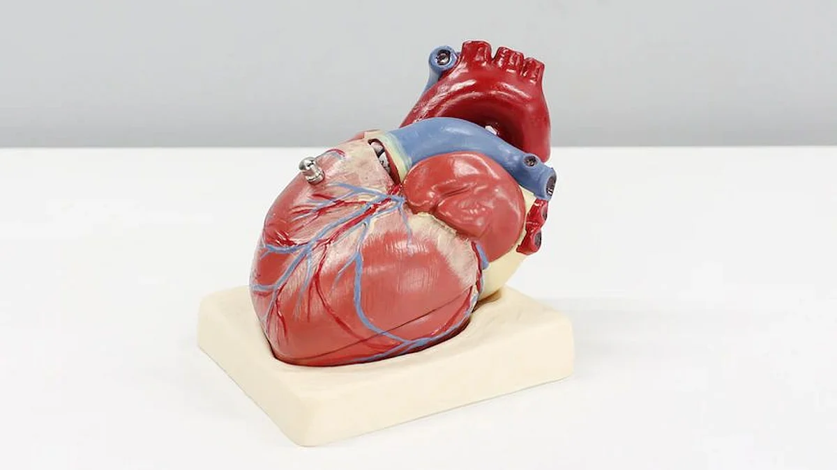 In a first-of-its-kind randomized clinical trial led by researchers at the Smidt Heart Institute and the Division of Artificial Intelligence in Medicine at Cedars-Sinai, artificial intelligence (AI) proved more successful in assessing and diagnosing cardiac function when compared to echocardiogram assessments made by sonographers (Image source- Unsplash)