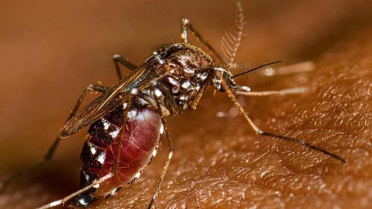 Ethical issues using the Cochineal Insects as a coloring agent (CDC PHIL)