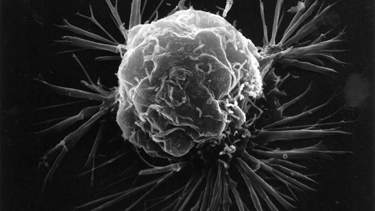 The research describes for the first time how a type of enzyme – previously known for its role in DNA repair (wikimedia commons)