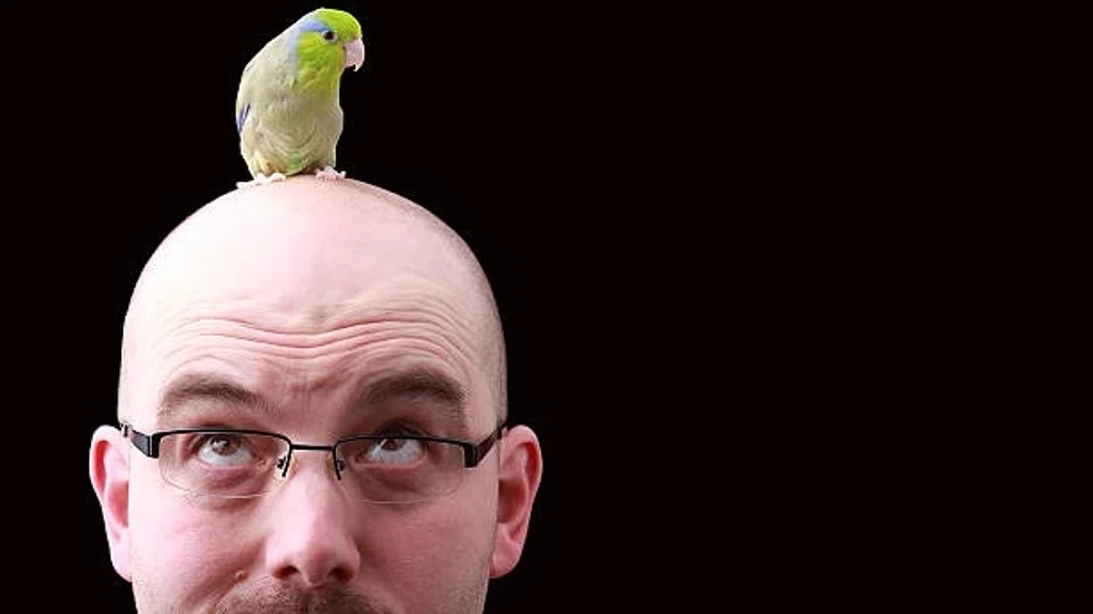 Now a new study reported in Current Biology on September 8 helps to explain how birds can afford to maintain more brain cells: their neurons get by on less fuel in the form of glucose (Unsplash)