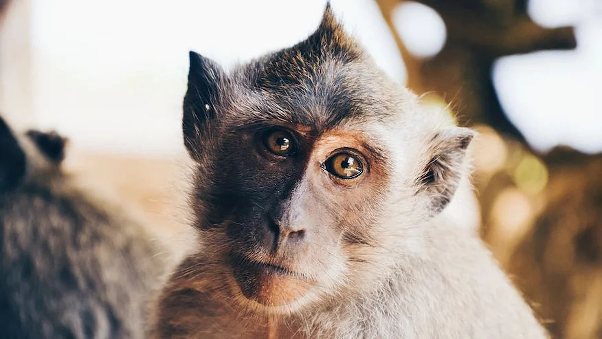 A viral video that has made the internet go gaga over a 'special student' who takes his education very seriously (Image source-Unsplash)
