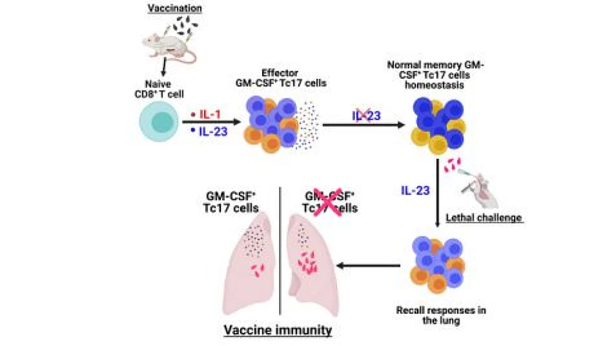 GM-CSF+ and IL-17A+ lineages of T cells are instrumental in controlling many fungal and bacterial infections and implicated in autoimmune pathology. This study shows that GM-CSF expressing Tc17 cells are necessary for mediating fungal vaccine immunity without augmenting pathology.