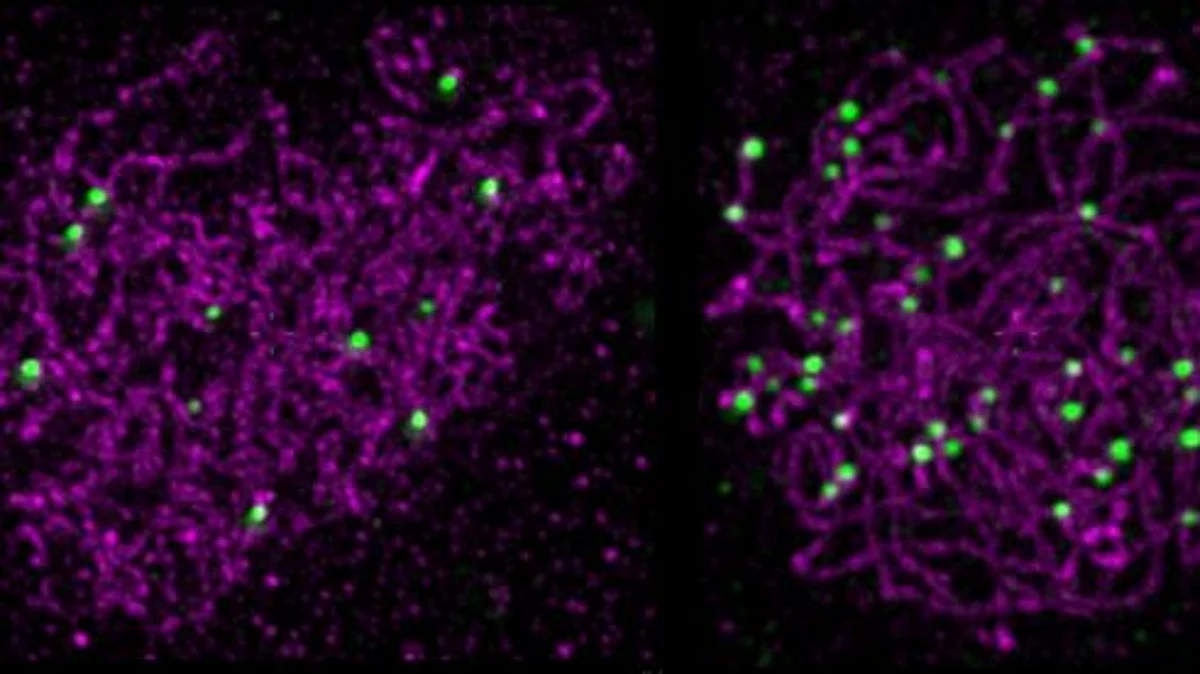 Joint strategy results in massive increase in genetic recombination. Crossovers, marked by green dots on the purple chromosomes, are massively increased upon overexpression of HEI10 and mutation of ZYP1 (cell on right) compared to a normal cell (left)(Newswise)