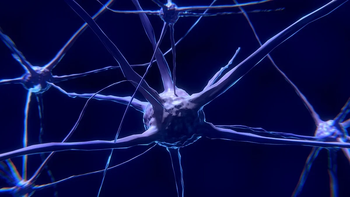The brain is composed of millions of billions of neurons which communicate with each other. Each neuron collects its many inputs and transmits a spike to its connecting neurons (Unsplash)