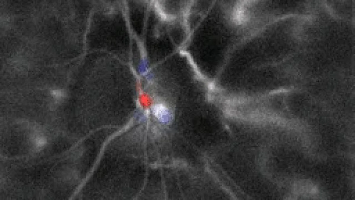 Scientists have discovered a mechanism by which an area of a protein shape-shifts to convert vitamin A into a form usable by the eye’s light-sensing photoreceptor cells.