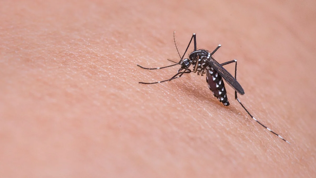 In the study, researchers found that Skin odor is one of the main factors that attract mosquitoes to humans.