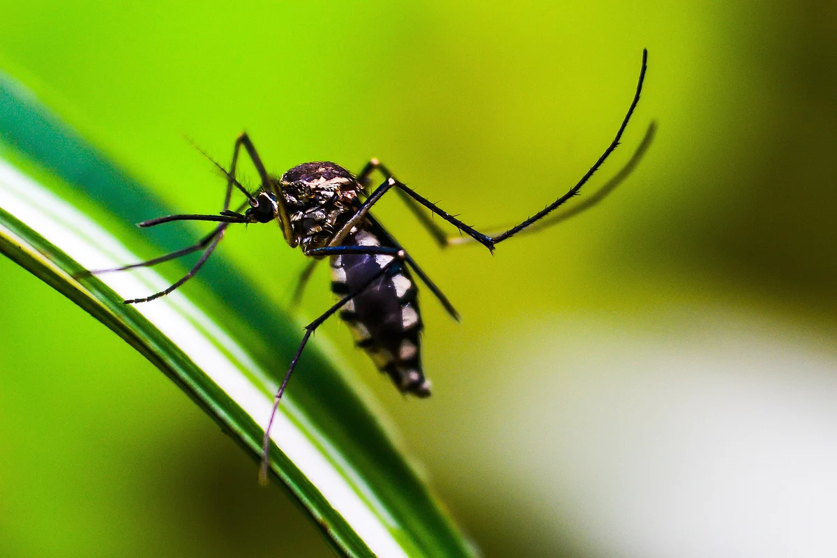 Medicines not to take in case of dengue, malaria and chikungunya. (Image: Pixabay)