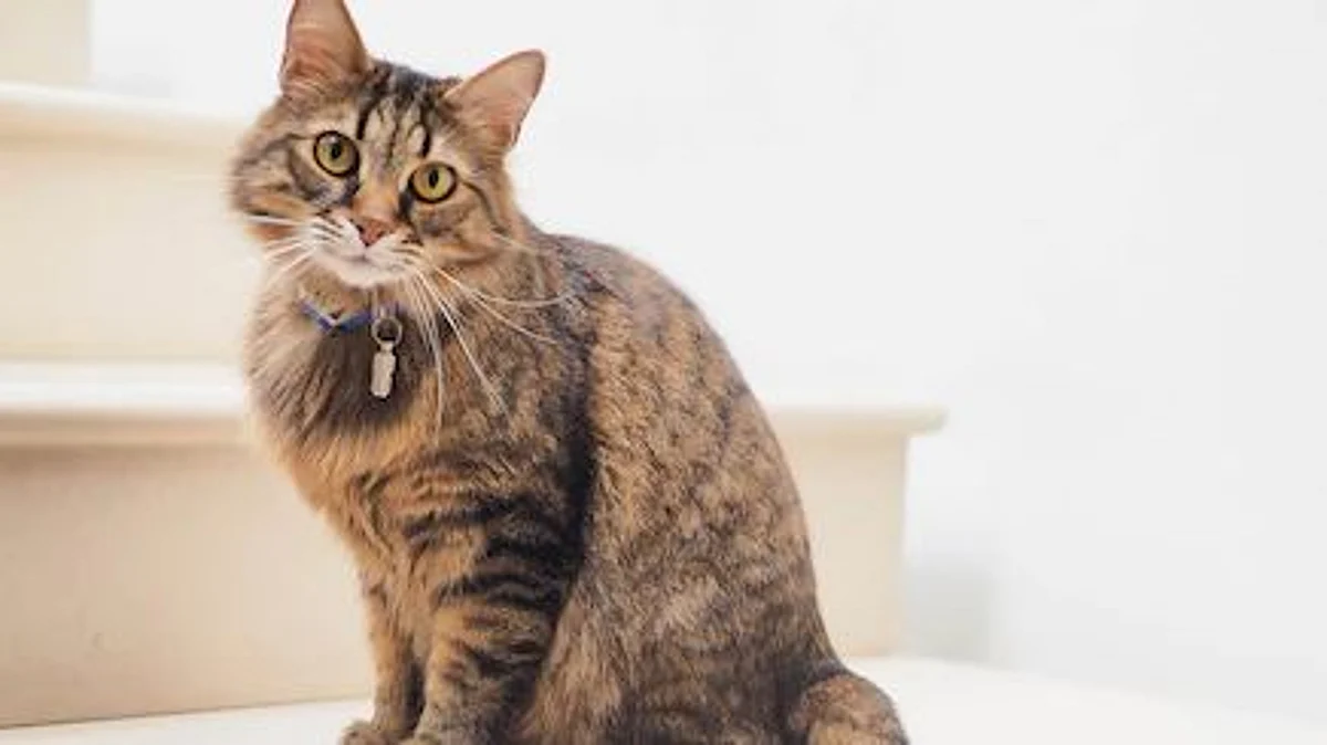Highly Emotional People Drawn to Cats for Stress Relief Programs(Unsplash)