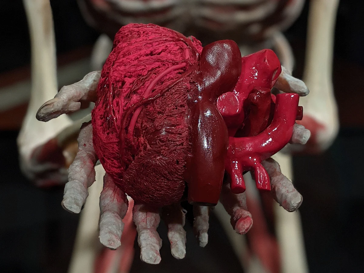 Chronic heart failure causes the cell’s powerhouses to dysfunctional. (Image: Pixabay)