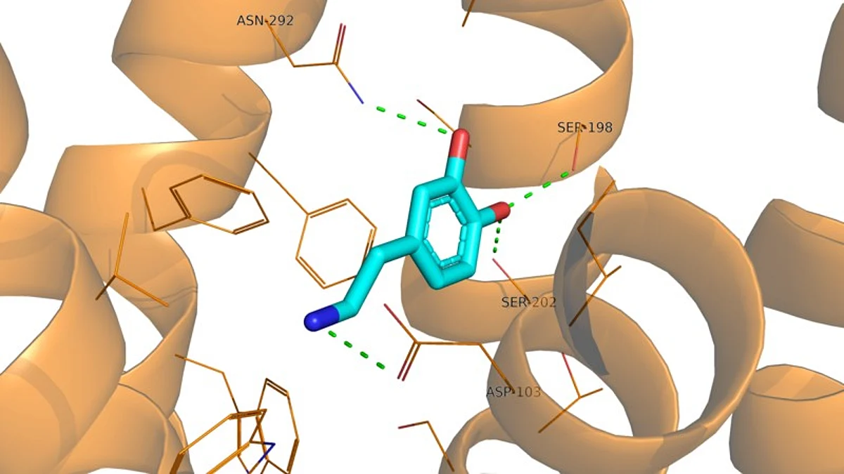 Dopamine D1 CryoEM structure in complex with dopamine (PDB code: 7LJD), Dopamine D1 receptor in orange, dopamine in cyan, interactions are in green. Wikimedia Commons