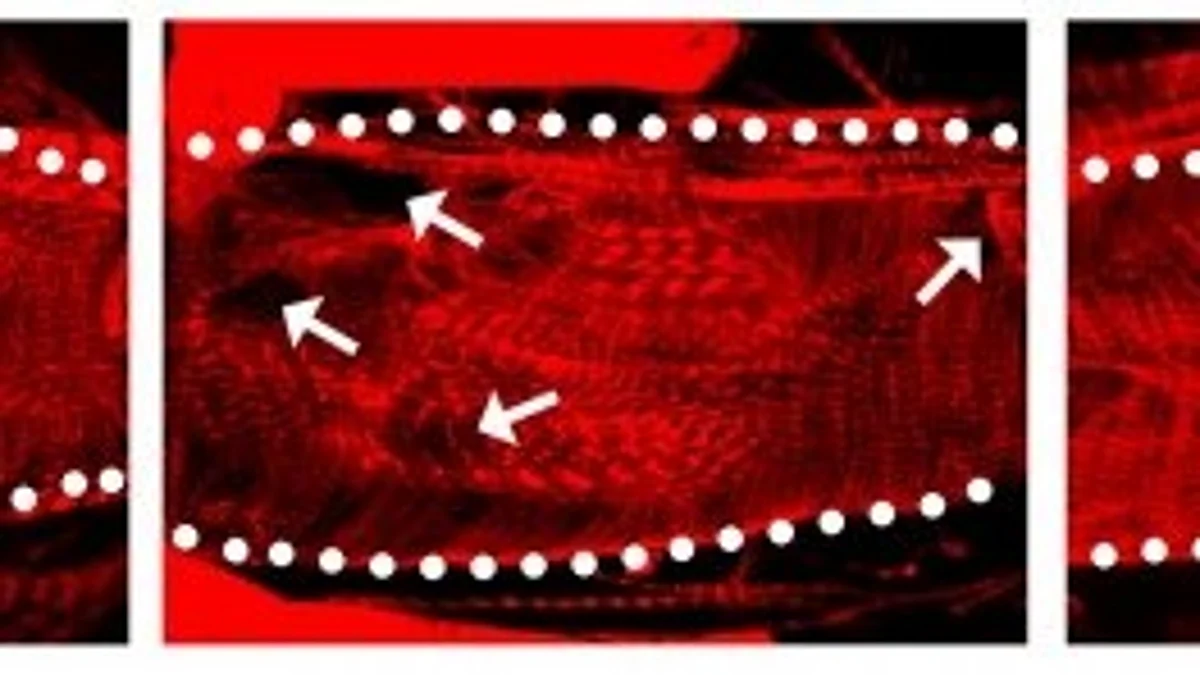 In their latest study, they found that Nsp6 turned out to be the most toxic SARS-CoV-2 protein in the fly heart.
(Image: Newswise)