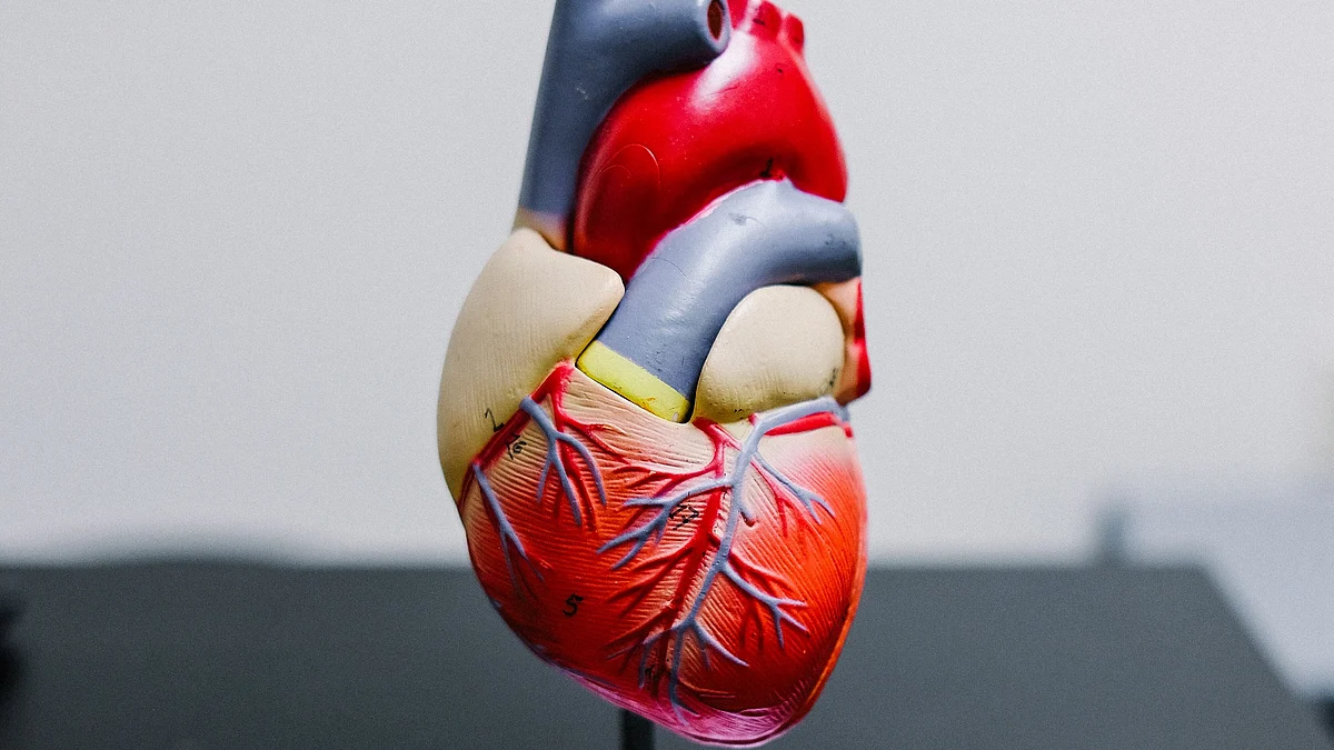 Cardiovascular system has been designated as of prime importance for evaluation to a dentist before carrying out any dental procedure since its pathological interference may give rise to disconcerting developments.(Image : Unsplash)