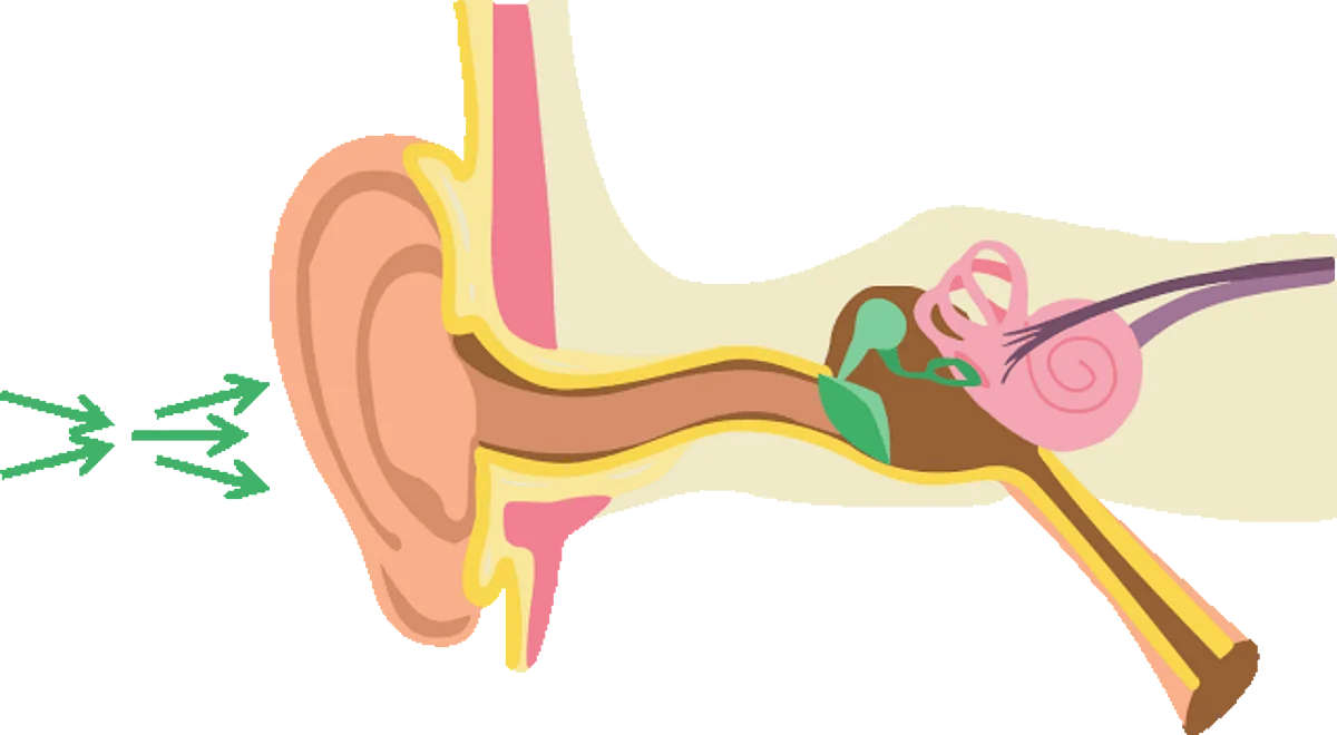 Our brains “time-stamp” the order of incoming sounds, allowing us to correctly process the words that we hear, shows a new study by a team of psychology and linguistics researchers.