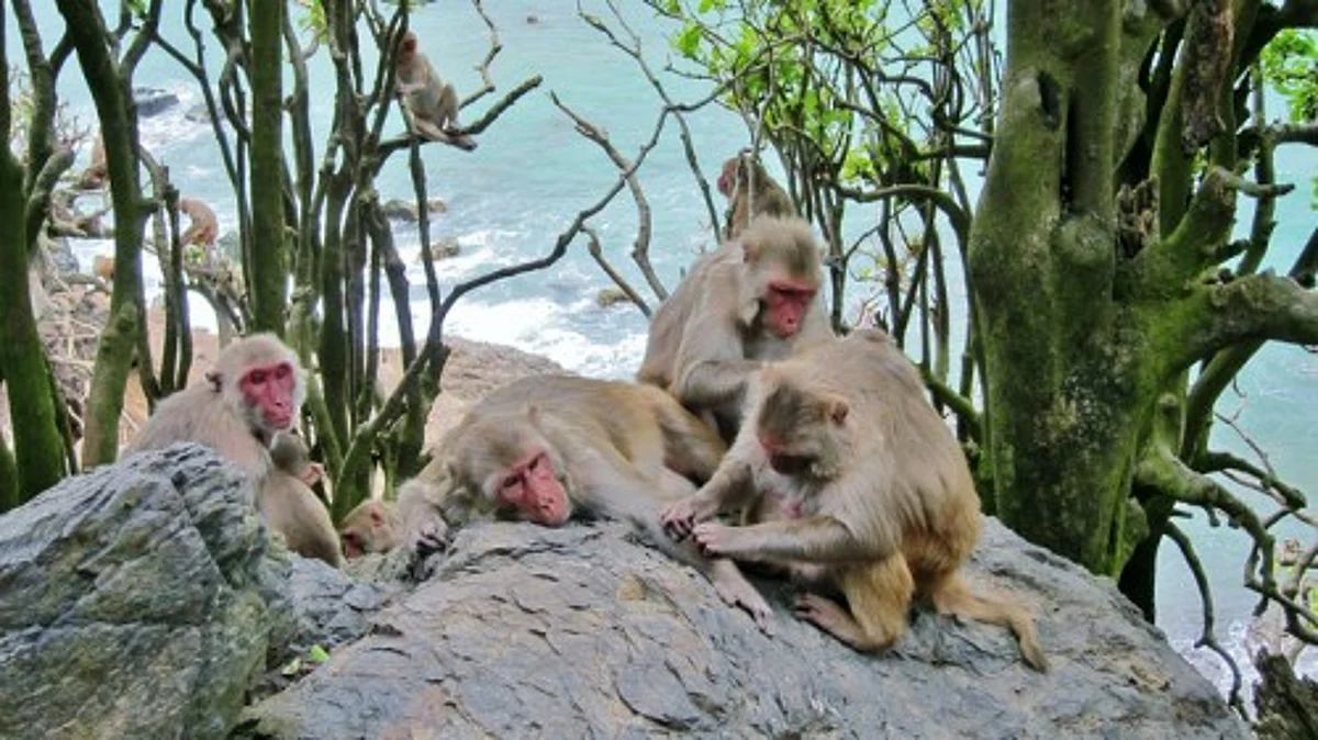 Rhesus macaques on Cayo Santiago grooming each other.