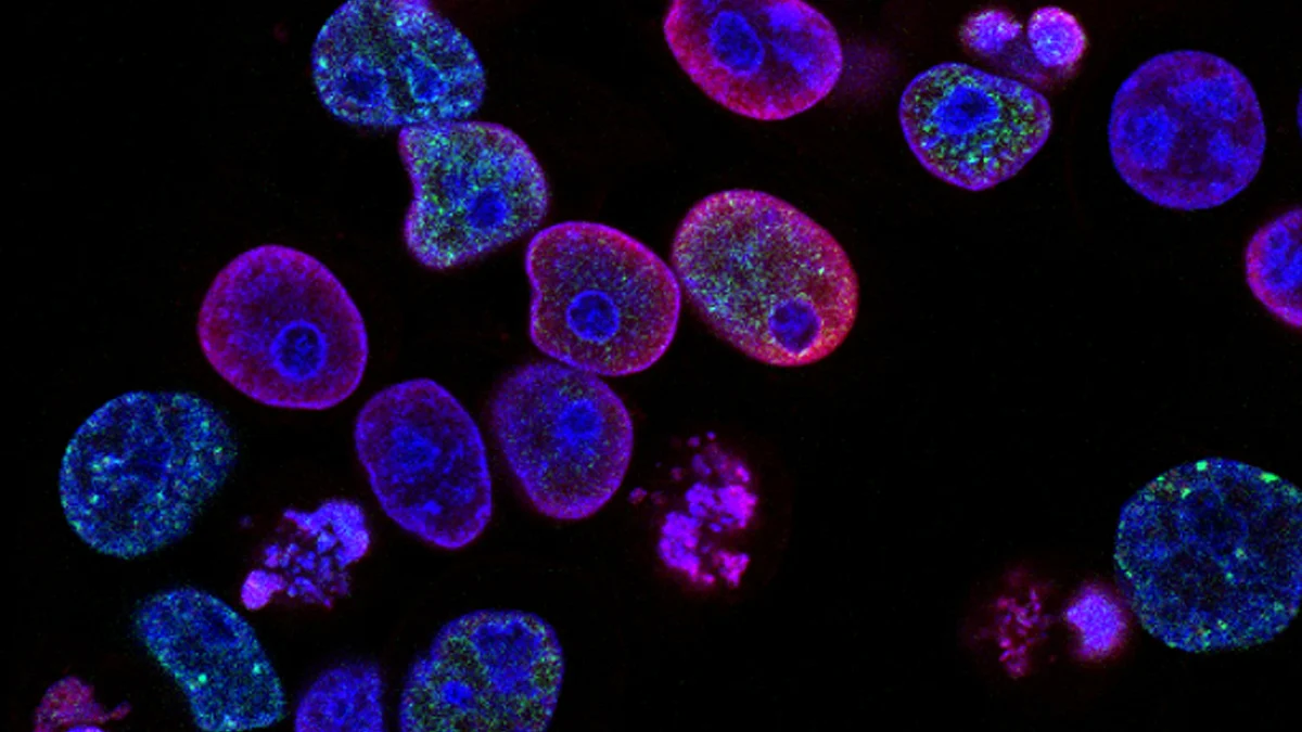 A normal process called cell competition, in which healthy tissues eliminate unhealthy cells, could be responsible for cancer relapses in patients months or years after they were declared cancer-free, a new study by UT Southwestern Simmons Cancer Center researchers suggests.(Image : Unsplash)