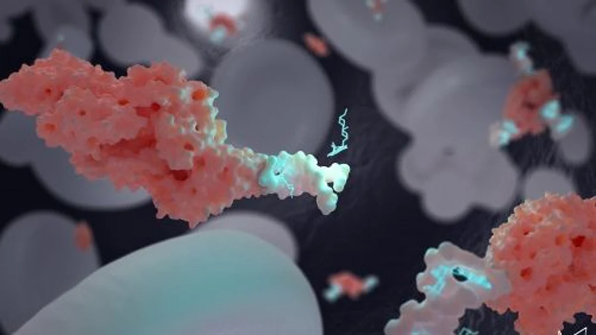 The DNA-based nanotransporter developed by Alexis Vallée-Bélisle and his team can transport and deliver precise concentrations of drugs: in this picture, doxorubicin, a chemotherapeutic drug. These nanotransporters can also be attached to specific biomolecules to optimize drug distribution. Here, we see a nanotransporter (white) attached to albumin (pink) to maintain doxorubin (light blue) in blood circulation.
