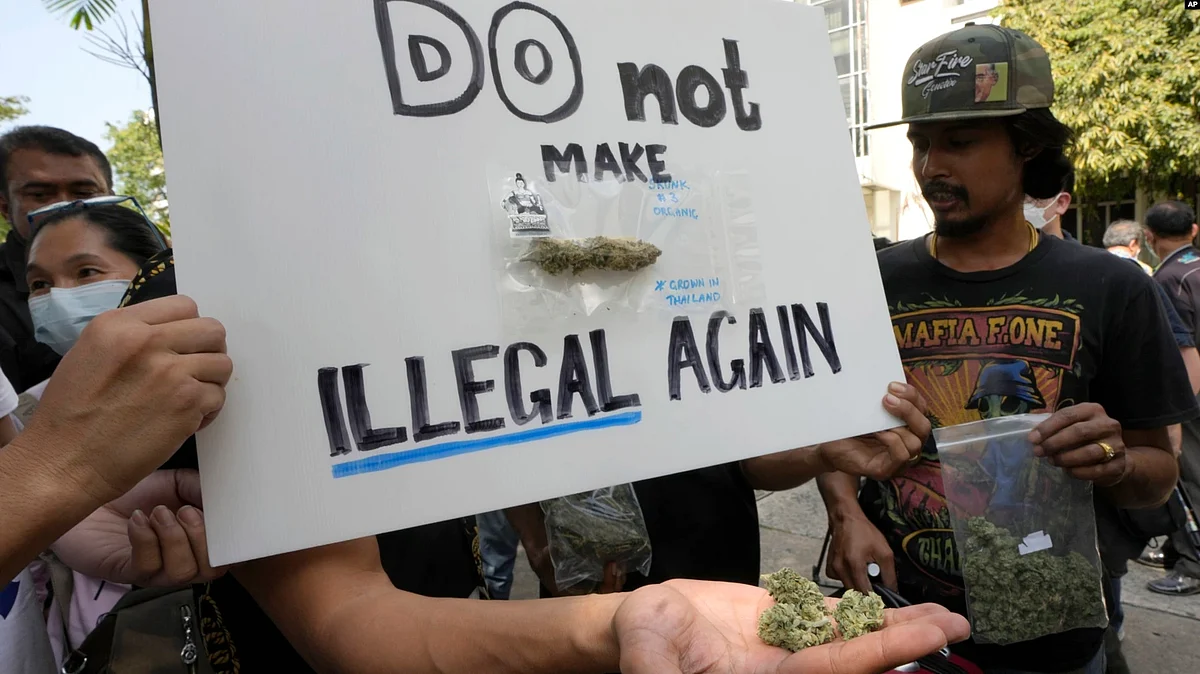 Cannabis supporters hold pieces of cannabis during gather outside the Government House in Bangkok, Thailand, Nov. 22, 2022.