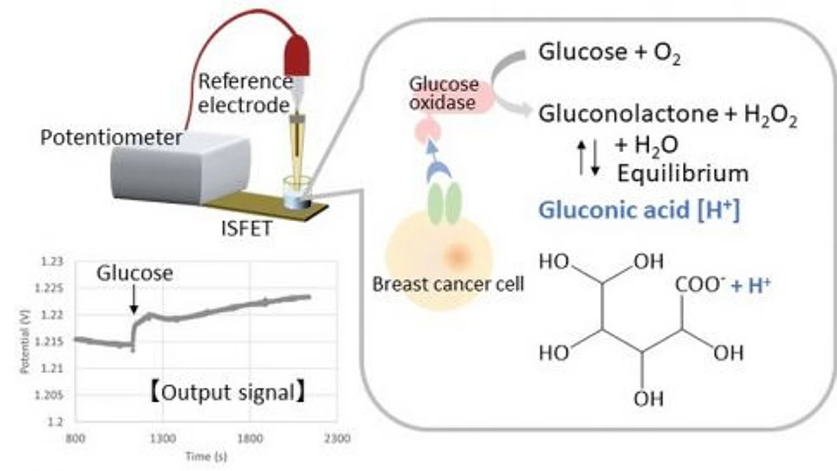 Ion-sensitive field effect transistors detect breast cancer cells expressing EGFR when bound by an antibody linked to a chemical reporter.