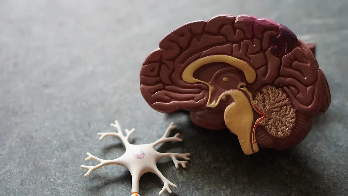 Inequality Linked to Differences in Kids’ Brain Connections(Unsplash)