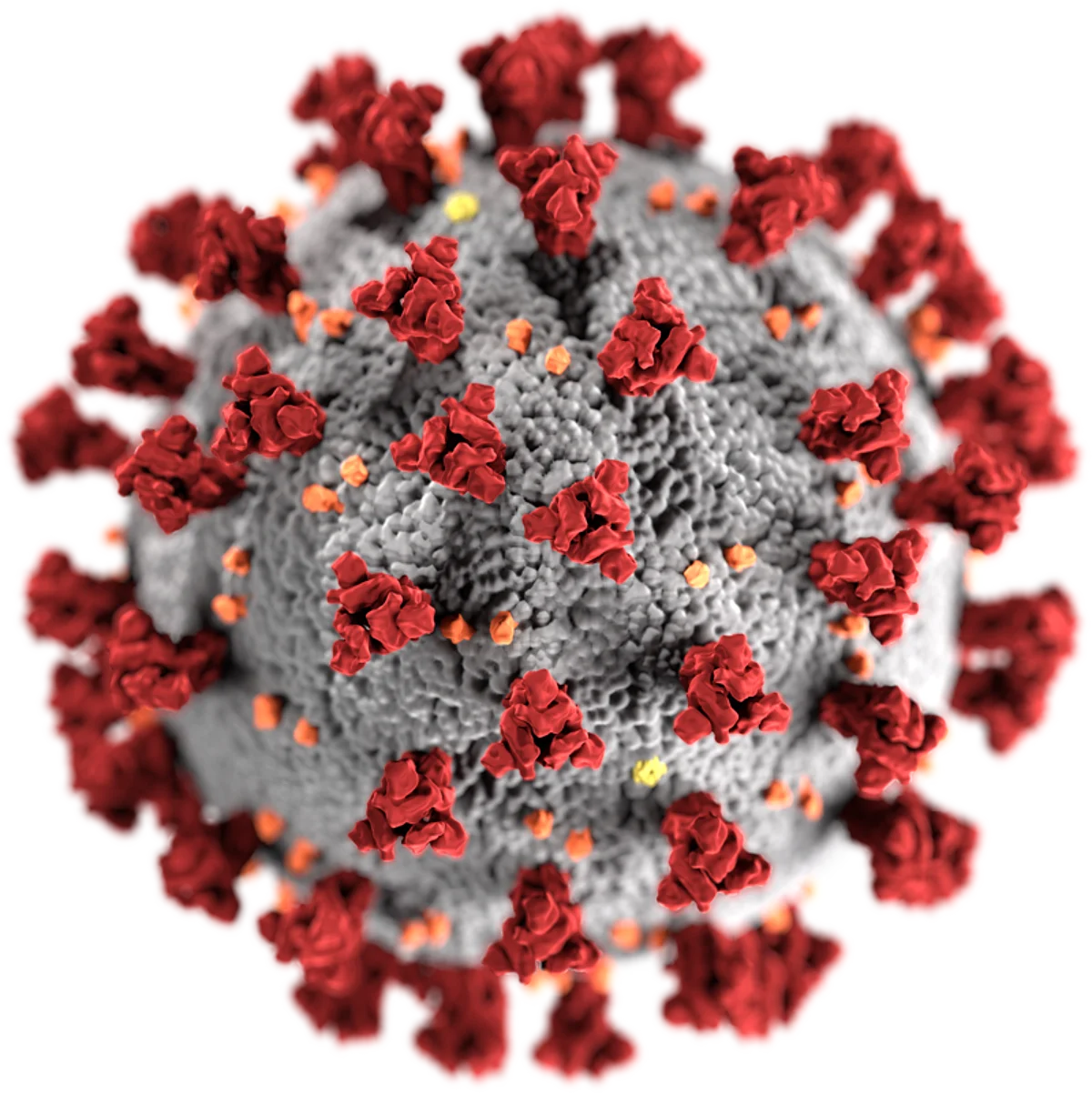 SARS-CoV-2. Wikimedia Commons