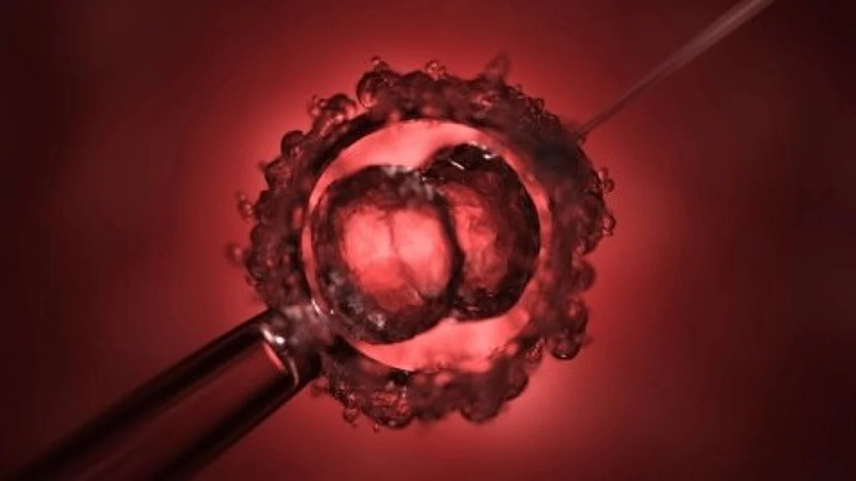 During embryogenesis, one of the most challenging and crucial processes is that cells must complete is the development of tissues and organs