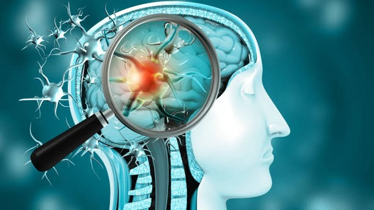 Serotonin-producing nerve pathways in the brain associated with feelings of reward and aversion