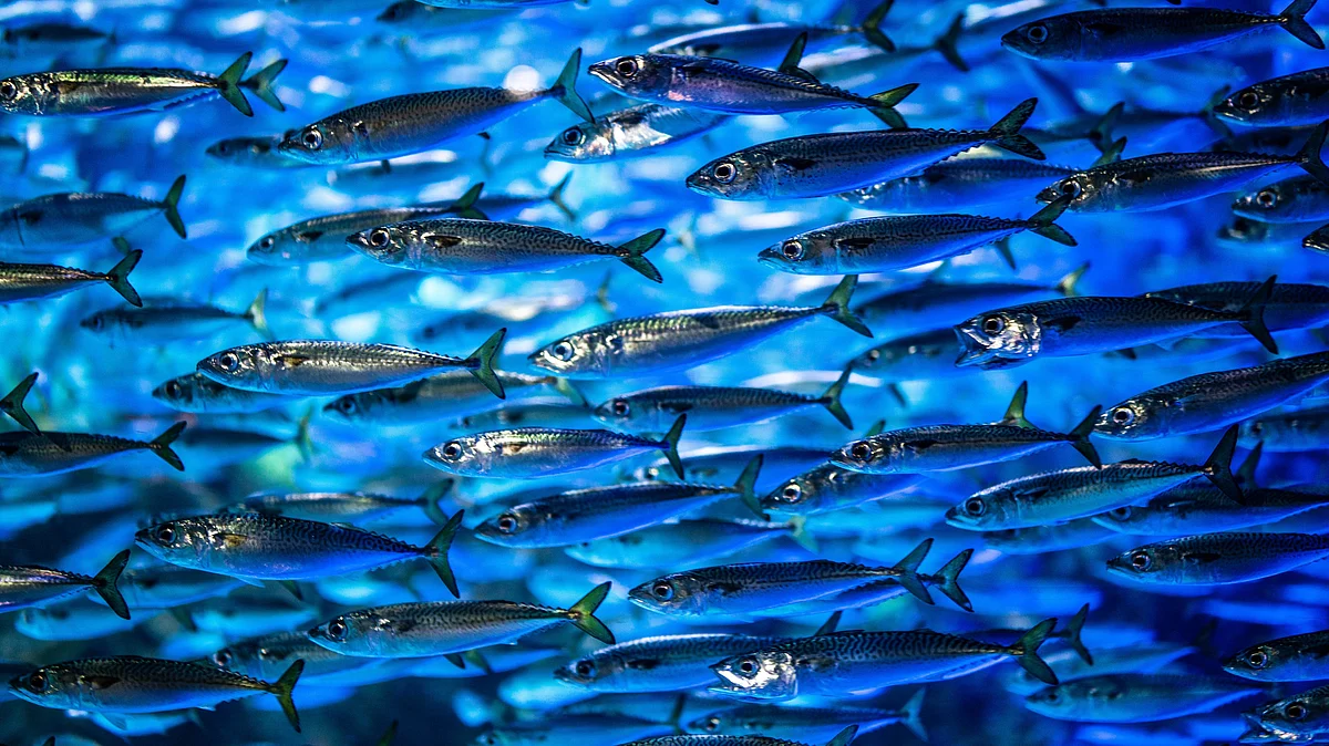 Inexpensive, small fish species caught in seas and lakes in developing countries could help close nutritional gaps for undernourished people, and especially young children, according to new research.