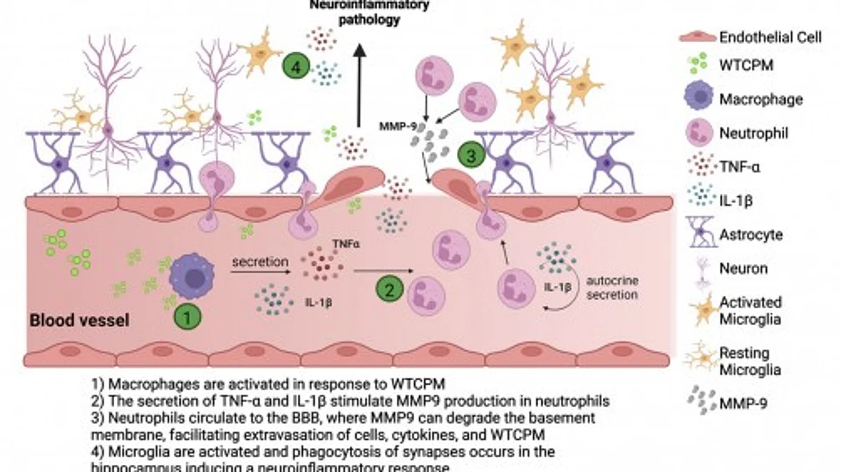Mice exposed to World Trade Center dust exhibit significant impairment in spatial recognition and short- and long-term memory, as well as changes in genes related to immune-inflammatory responses and blood-brain barrier disruption, according to a study conducted by researchers