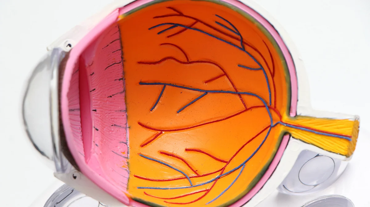 Retinal cells grown from stem cells can reach out and connect with neighbors, according to a new study, completing a “handshake” that may show the cells are ready for trials in humans with degenerative eye disorders.