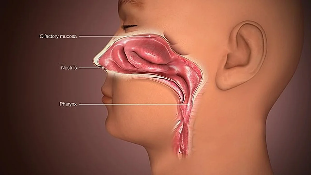 Loss of the sense of smell is a predictive marker for an increased risk of frailty as people age. Olfactory dysfunction is an early sign of brain-linked cognitive decline. (WIKIMEDIA COMMONS)