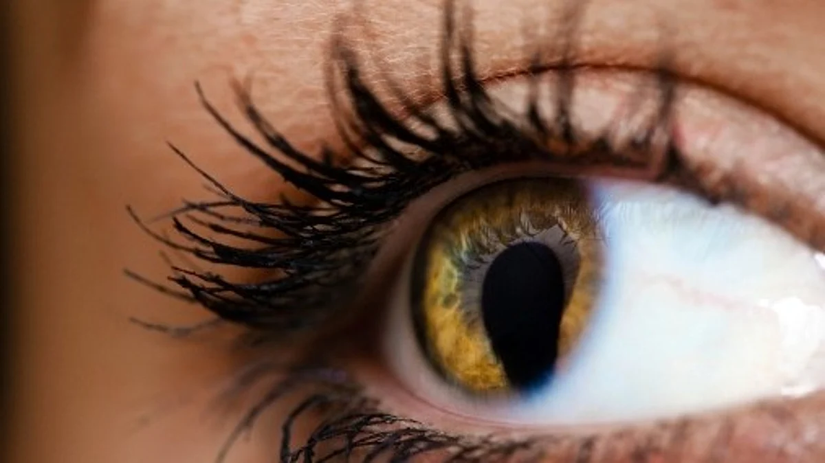 Scientists at the National Eye Institute have developed a zebrafish model of NEDBEH—a rare genetic disorder that can cause coloboma
