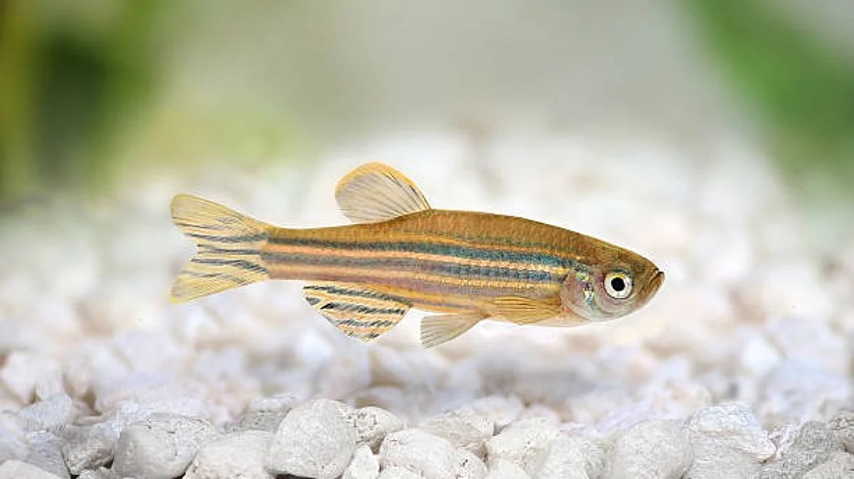 Researchers found that zebrafish are able to provide genetic clues about how humans and domesticated species have evolved their social behavior