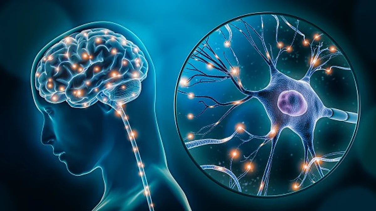The findings show that neurons in the hippocampus essential for spatial navigation, memory, and planning represent space in a manner that conforms to a nonlinear hyperbolic geometry a three-dimensional expanse that grows outward exponentially