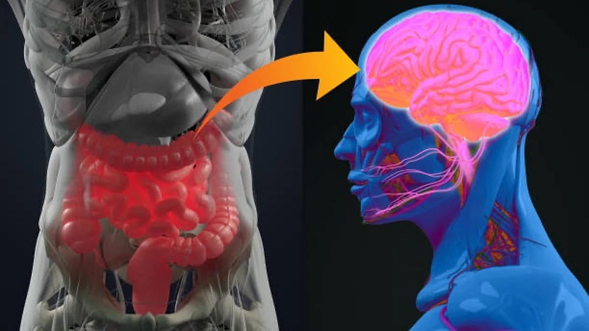 In the past decade, researchers have begun to appreciate the importance of a two-way communication that occurs between microbes in the gastrointestinal tract and the brain, known as the gut–brain axis(Unsplash)