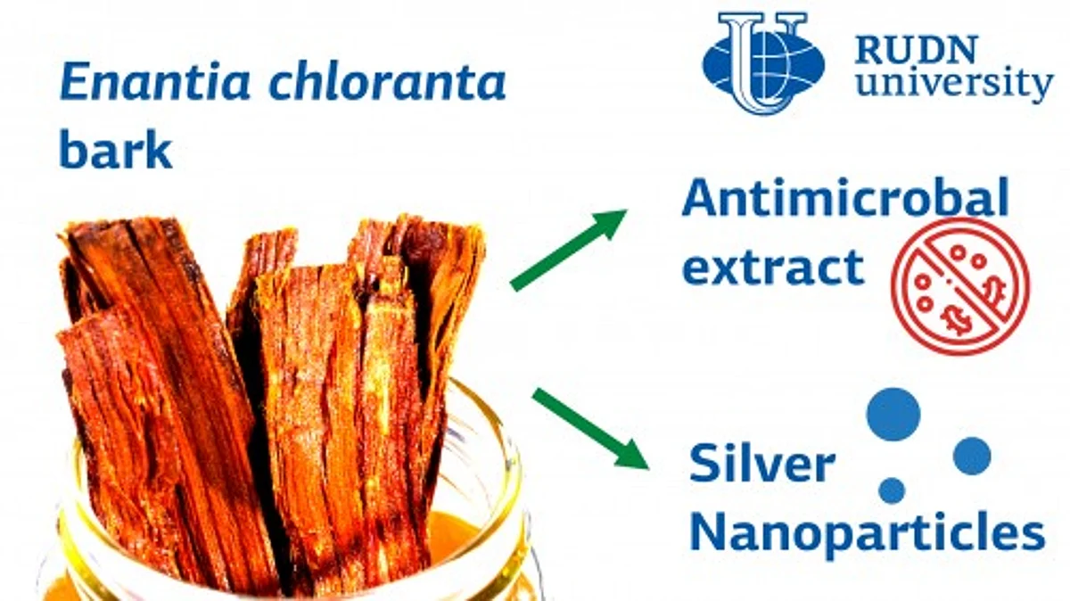 E. chlorantha, contains phytochemicals especially important given the growth of resistance to antimicrobials and a can also become an environmentally friendly source of silver nanoparticles