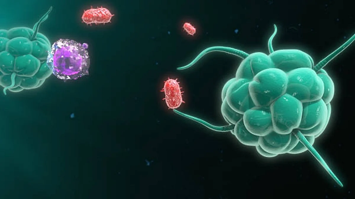 Polytrauma is multiple traumatic injuries of organs and tissues, for example, in car accidents or falls from a great height. Multiple lesions provoke a complex and dynamic immune response of the body.