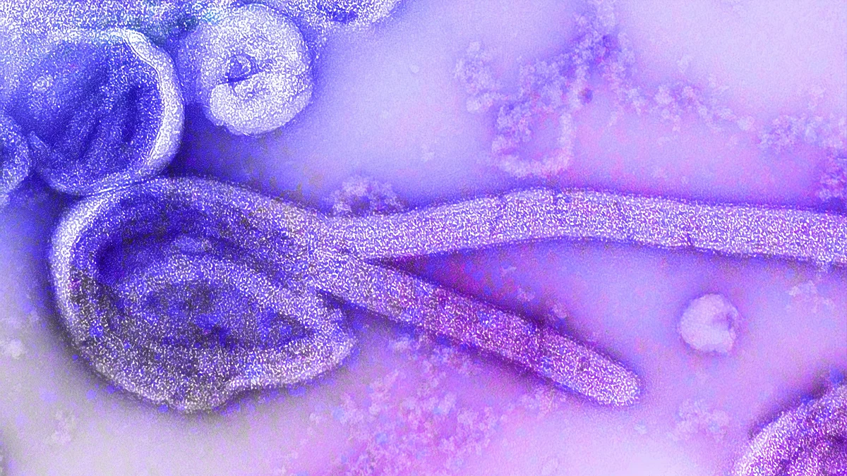 The World Health Organization declared Uganda free from Ebola on Wednesday, 42 days since the last infection was recorded.