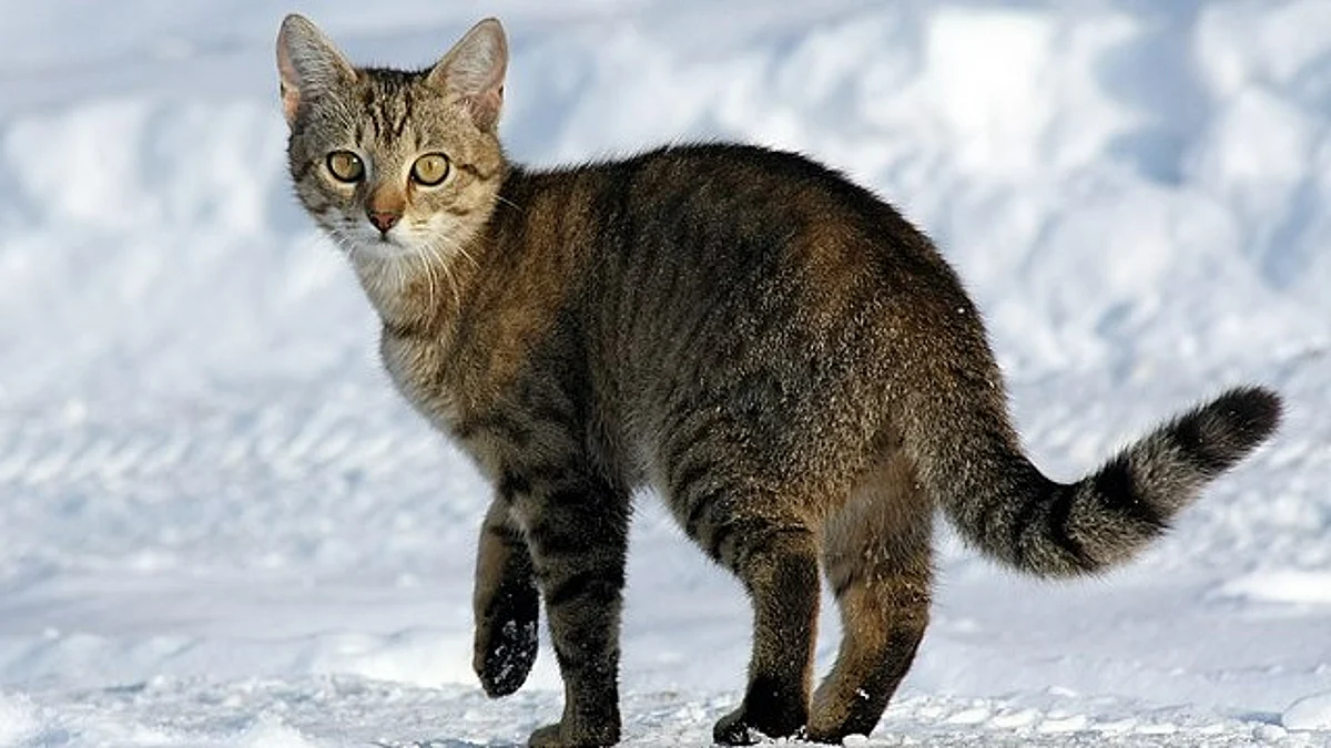 Although genetically modified mouse models have recently become dominant in the neural control of locomotion research, the cat model offers an important advantage.