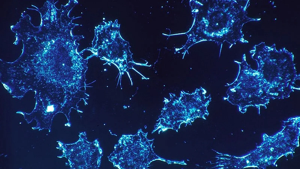 A new interdisciplinary study reveals how new cells join a tissue by reading mechanical information from the neighboring tissue. They use cellular fingers called filopodia to touch the neighboring cells to open up the cell layer.