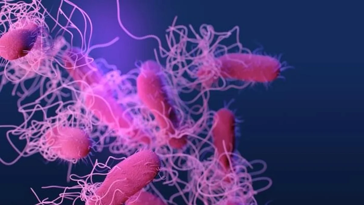 Salmonella bacteria infect humans by first invading the cells of the intestine using a needle-like structure, called a type 3 secretion system. (CDC PHIL)