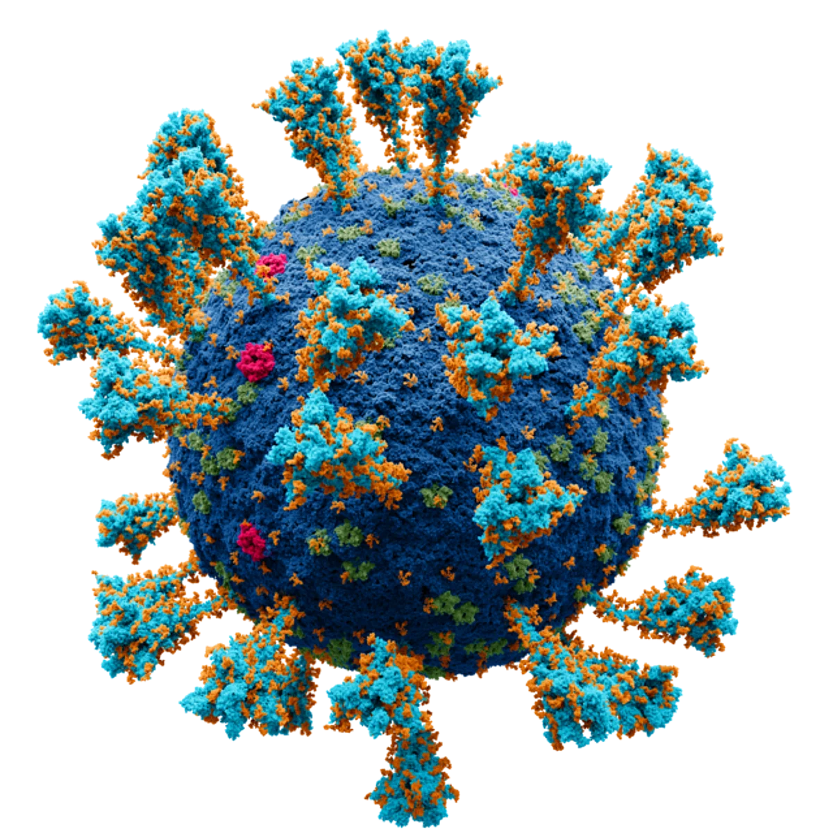 "Bivalent" antibodies can continue to neutralize Omicron and Omicron lineages. (WIKIMEDIA COMMONS)