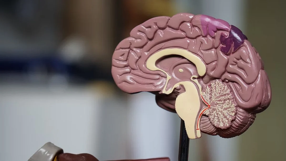 New clues about the way brain chemical transmitter GABA functions suggest that a protein ‘anchor’ plays a key role in helping position its receptors in nervous cells.