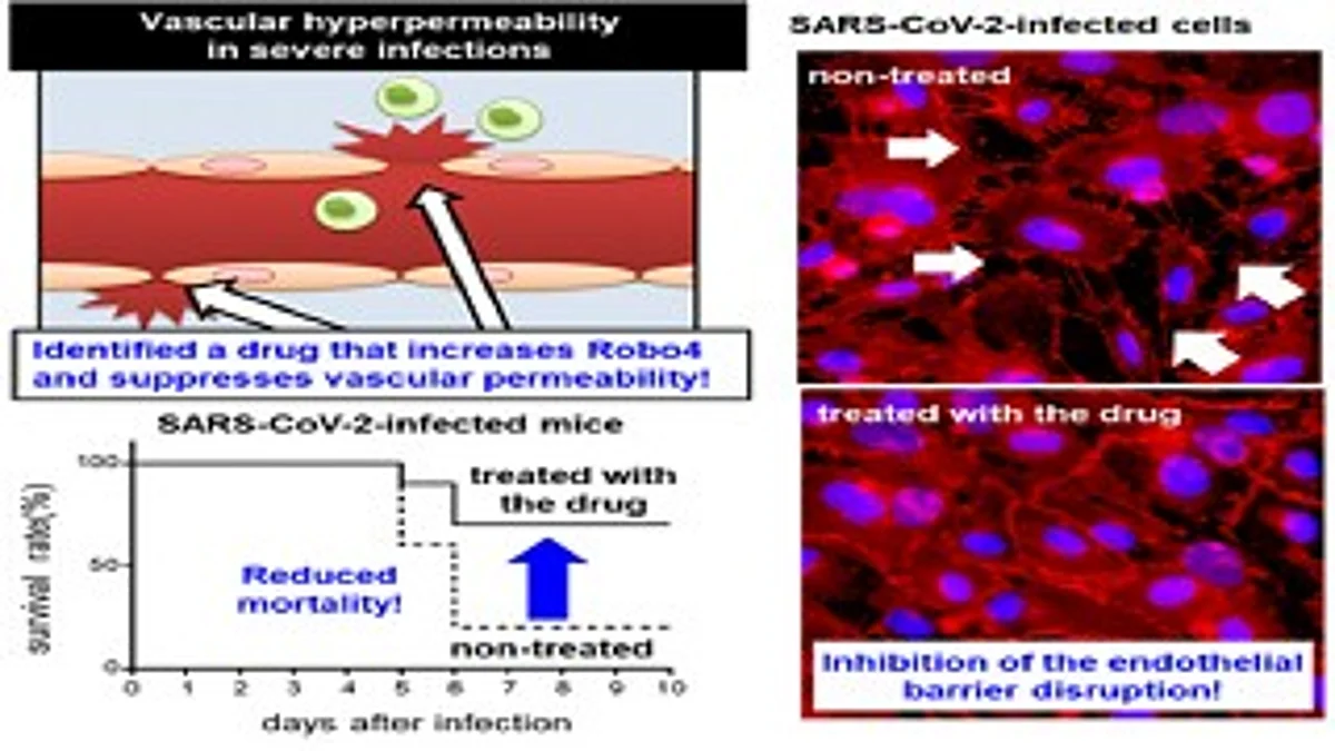 A vascular permeability inhibitor and its therapeutic effect on SARS-CoV-2 infection