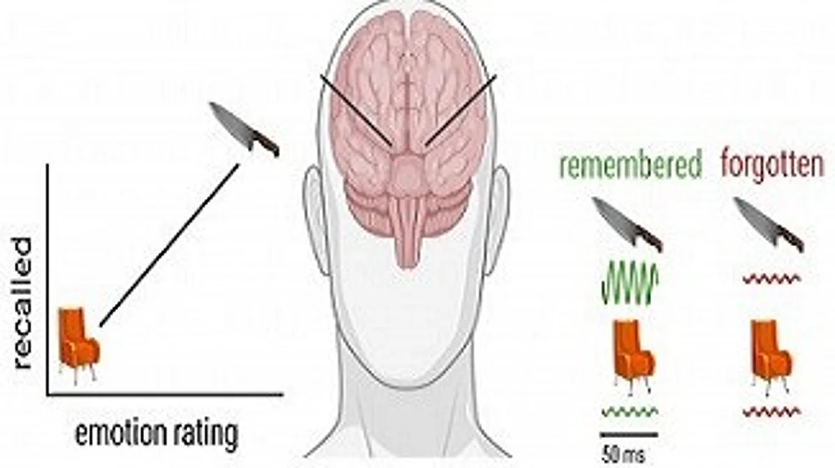 A participant encoded emotional words into memory (e.g., 'KNIFE'), fast brain oscillations increased in the hippocampus and amygdala. However, when they fail to encode emotional words, or encoded a neutral words (e.g., 'CHAIR'), these fast oscillations were smaller.