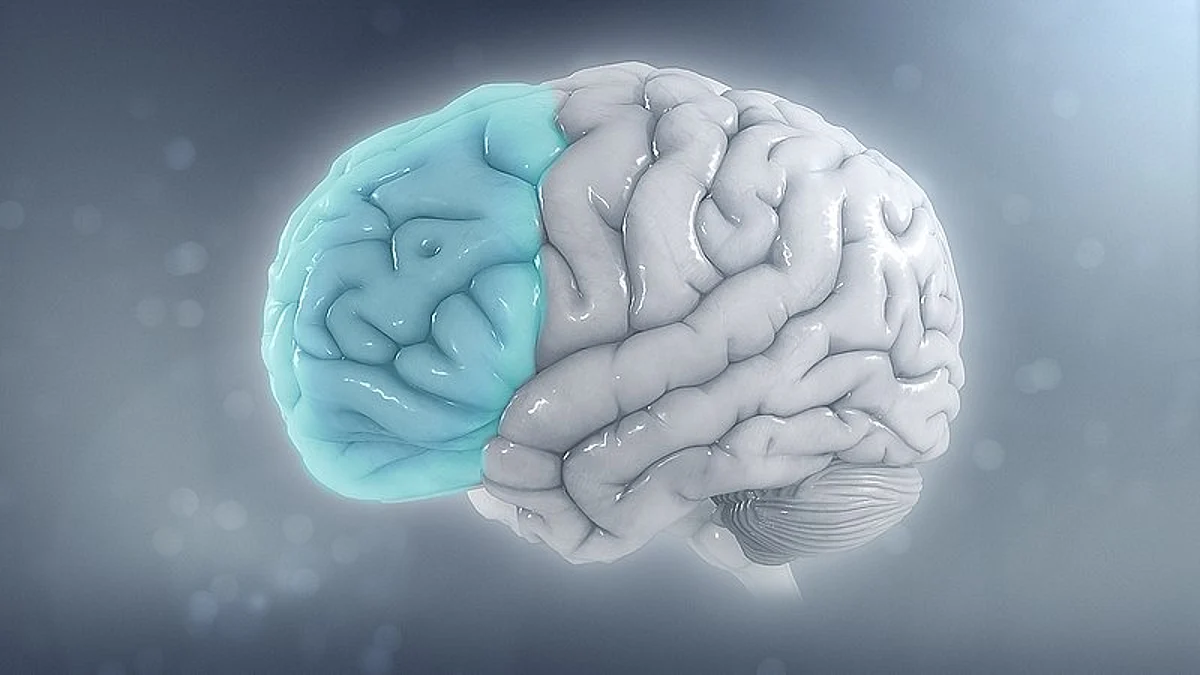 The outer layer of the human brain or cerebral cortex, characterized by its distinctive gyri and sulci controls cognitive and executive function.